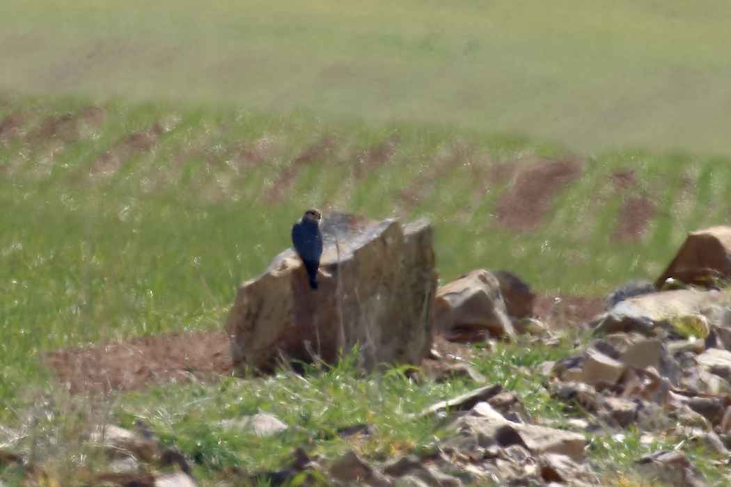 Merlin